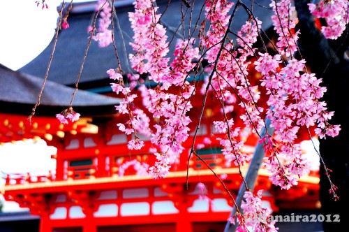 Spring flowers at the Fushimi Inari Shrine grounds