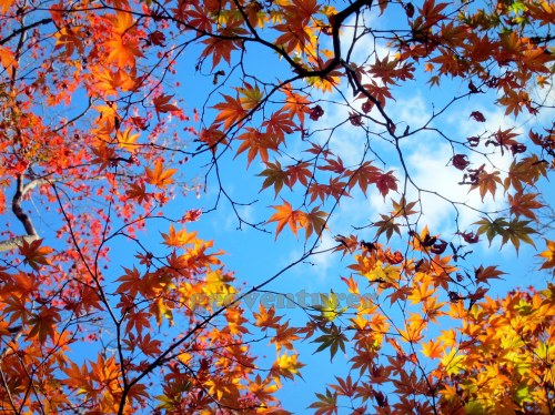 autumn kyoto