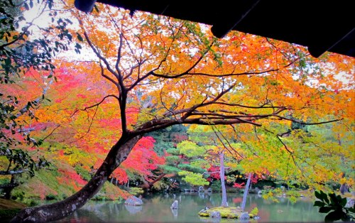 Autumn colors in Kinkakuji's pond